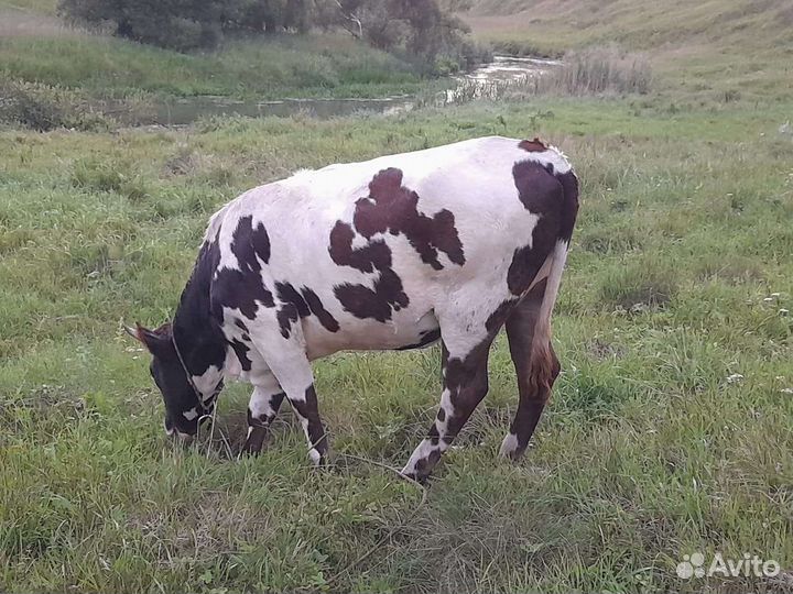 Телка айширская,бычок,бараны