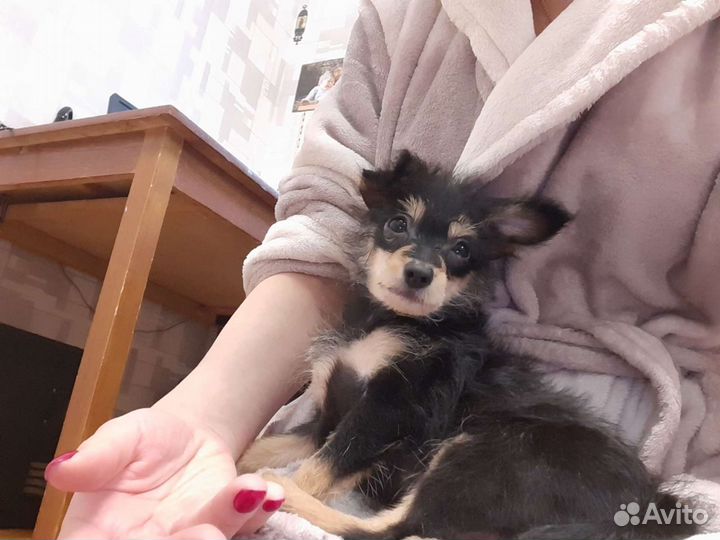 Передержка собак