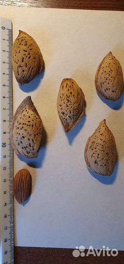 Миндаль Форос бонсай(семена)