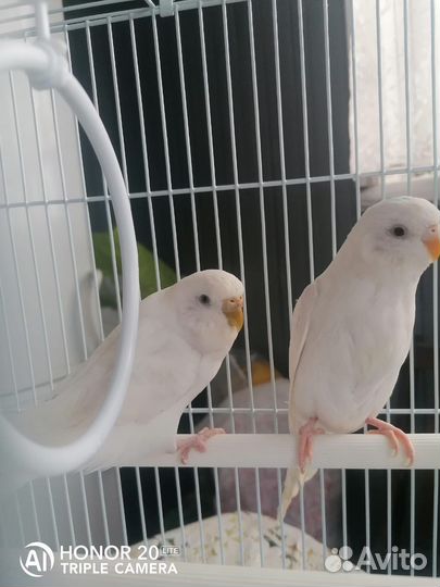 Волнистый попугай птенцы