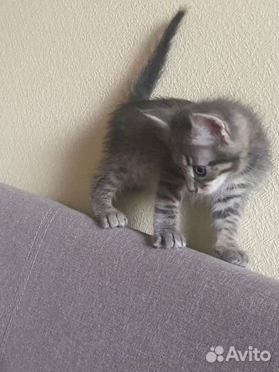 Котенок в добрые руки бесплатно, в дар