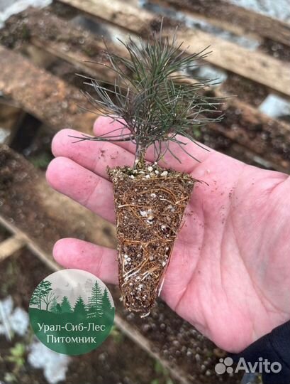 Сосна зкс окс сеянцы Ель Лиственница Голуб Горная