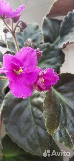 Разные фиалки начали цвести