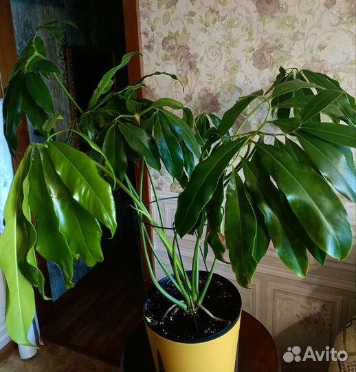 Филодендрон Фан Бан (гвелди). Растения для офиса