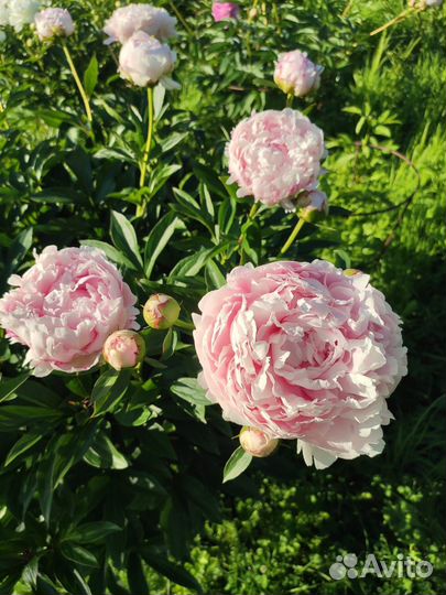 Пионы (дележка осень 2024г) зкс