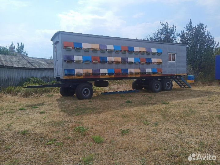 Пчелосемьи Бакфас ф1