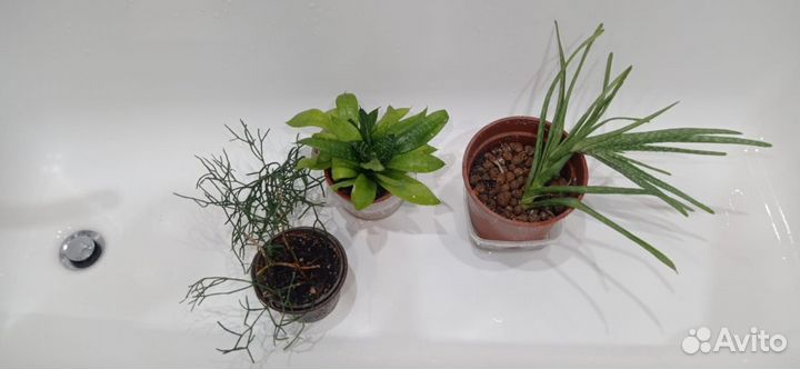 Хатиора, алое и хлорофитум в хорошие руки