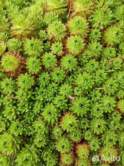 Молодило, камнеломка