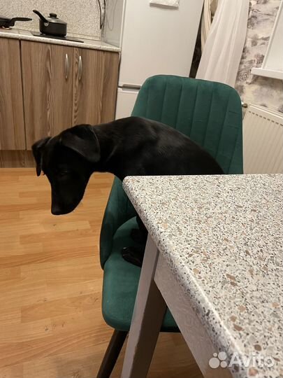 Отдаю щенка даром