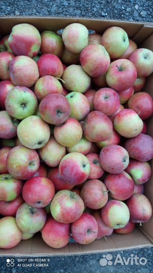 Яблоки Спартан