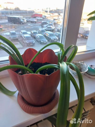 Гиппеаструм белый