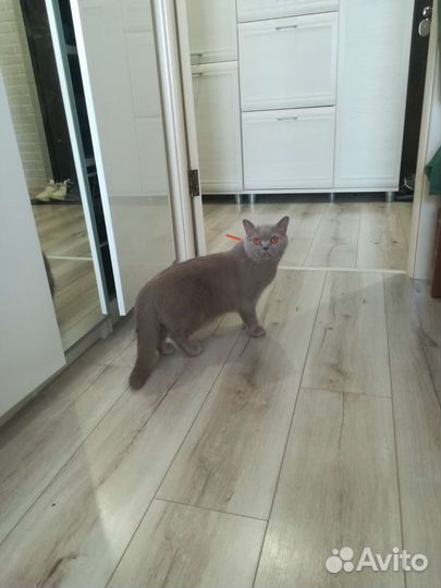 Британская лиловая кошечка