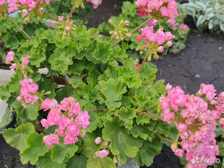 Пеларгонии на срез