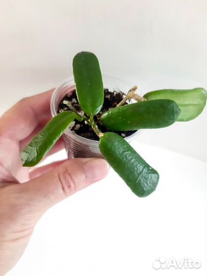 Хойя.Разные виды