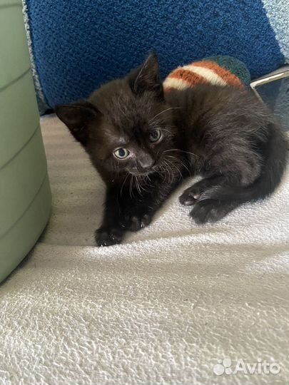 Кошка