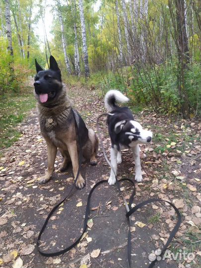 Уход за животными