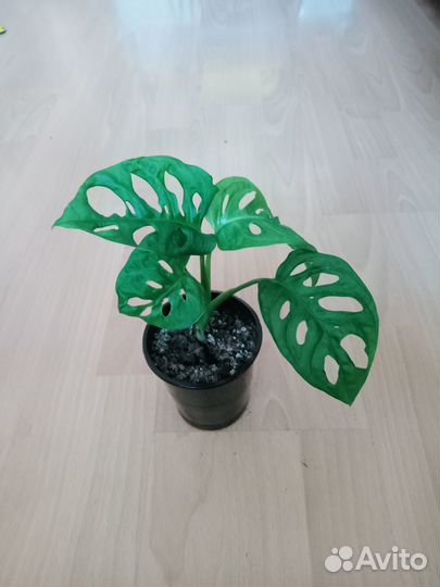 Монстера Манки