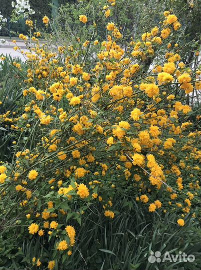 Керрия японская многолетний кустарник