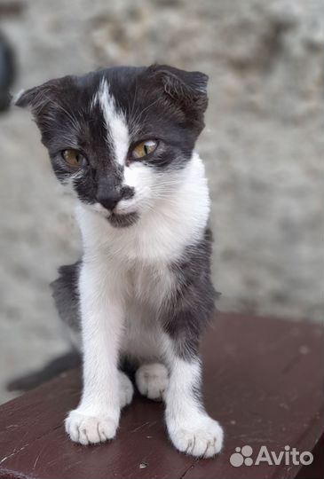 Котёнок