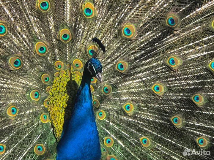 Павлинка с павлинятами