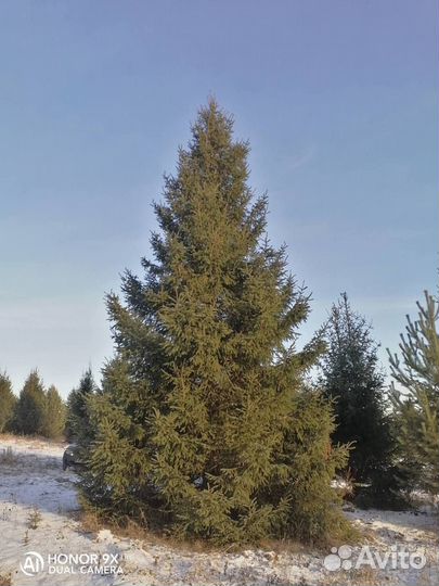 Ель 6,1 m