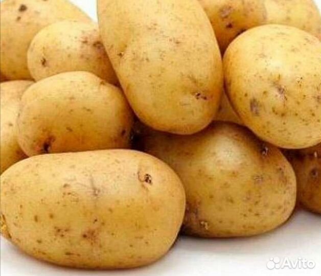 Картофель