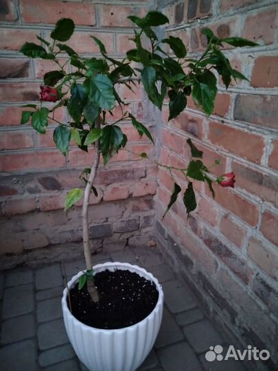 Гибискус китайская роза