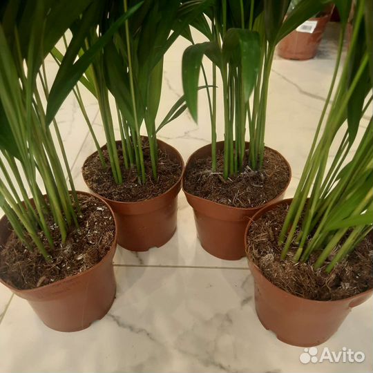 Пальма комнатная Арека / Дипсис