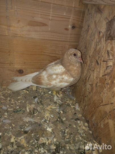 Продажа голубей