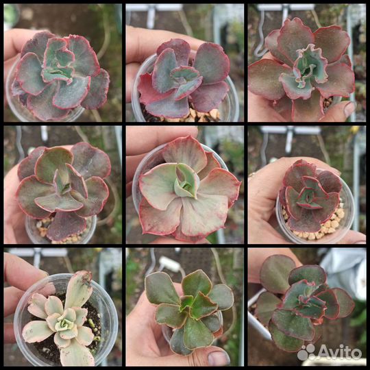 Суккуленты 1