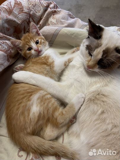 Рыжее солнышко для вашего дома в дар