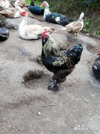 Куры молодки, подрощенные цыплята