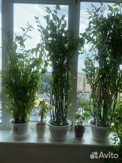 Продам цветы Педилантус