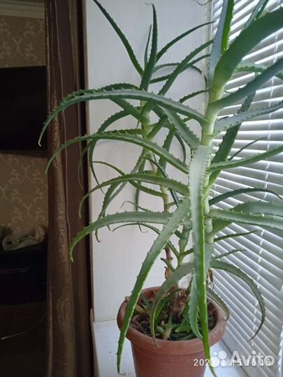 Элоэ пятилетний