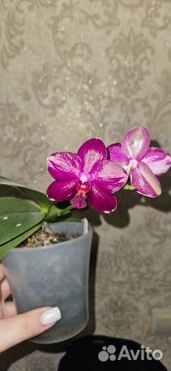 Орхидея Sogo Relex 