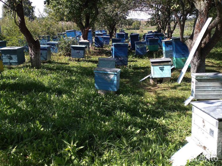 Мед,прополис, мед в рамках