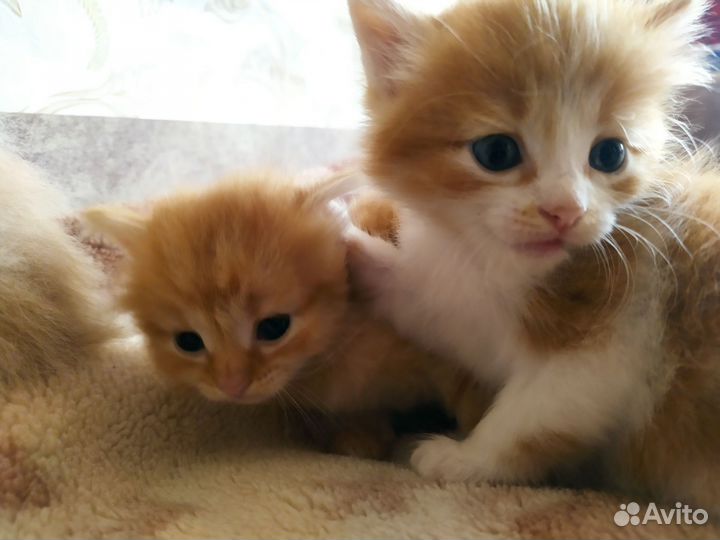 Кошка в дар бесплатно