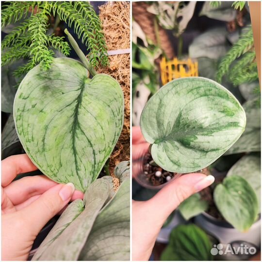 Комнатные растения 7