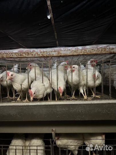 Куры несушки без обмана Молодые