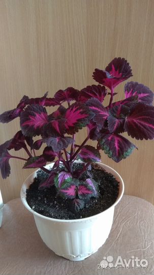 Колеусы вегетативные