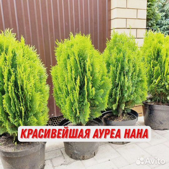 Саженцы туи из голландского черенка с гарантией