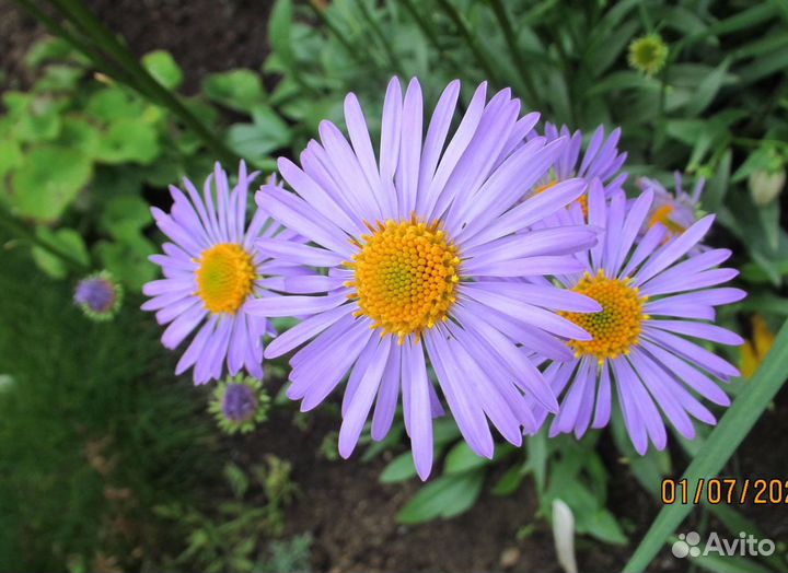 Астра альпийская (сорт)