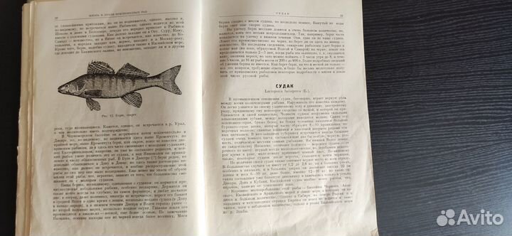 Леонид Сабанеев “Жизнь и ловля пресноводных рыб”