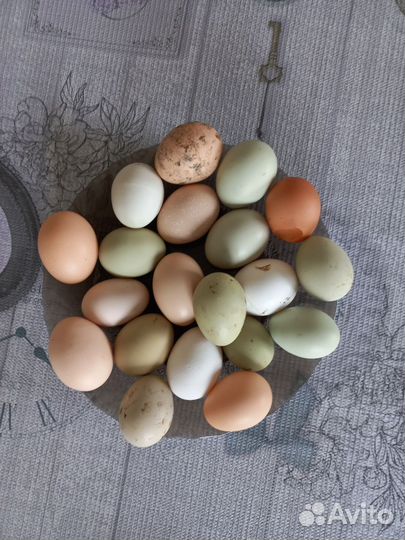 Домашние куриные яйца