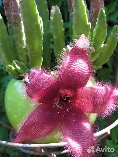 Суккуленты, кактусы, комнатные, уличные цветы