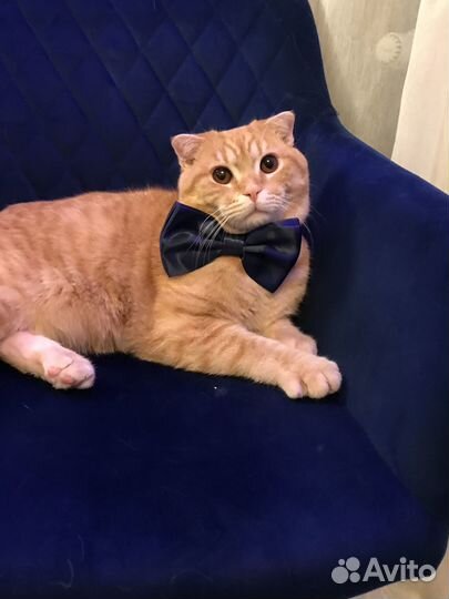 Шотландский кот вязка