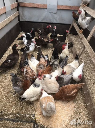 Петухи,Куры,Утки Подсадные,Голуби