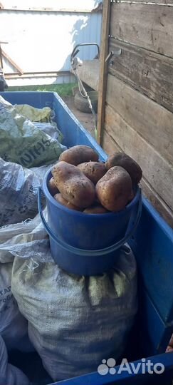 Продам картофель