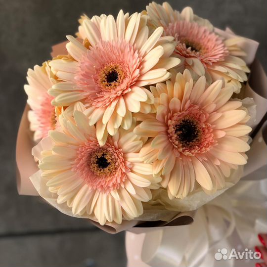 Свежие Герберы. Доставка/Самовывоз