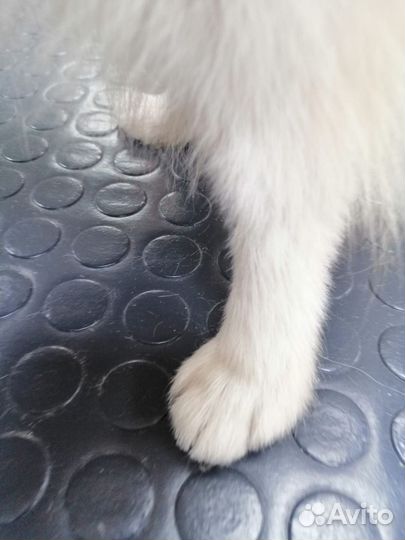 Грумер стрижка собак